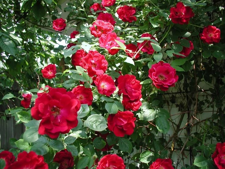 Плетистая роза дон жуан фото Rose hedge: Don Juan Rose hedge, Rose, Love flowers