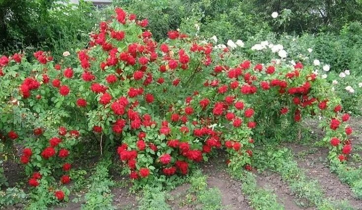 Плетистая роза дон жуан фото Плетистая роза "Дон Жуан" (22 фото): описание сорта, особенности посадки и ухода