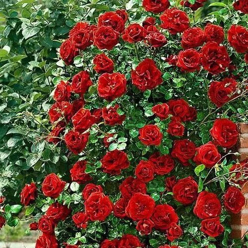 Плетистая роза дон жуан фото посадка Роза Дон Жуан - купить с доставкой по выгодным ценам в интернет-магазине OZON (1