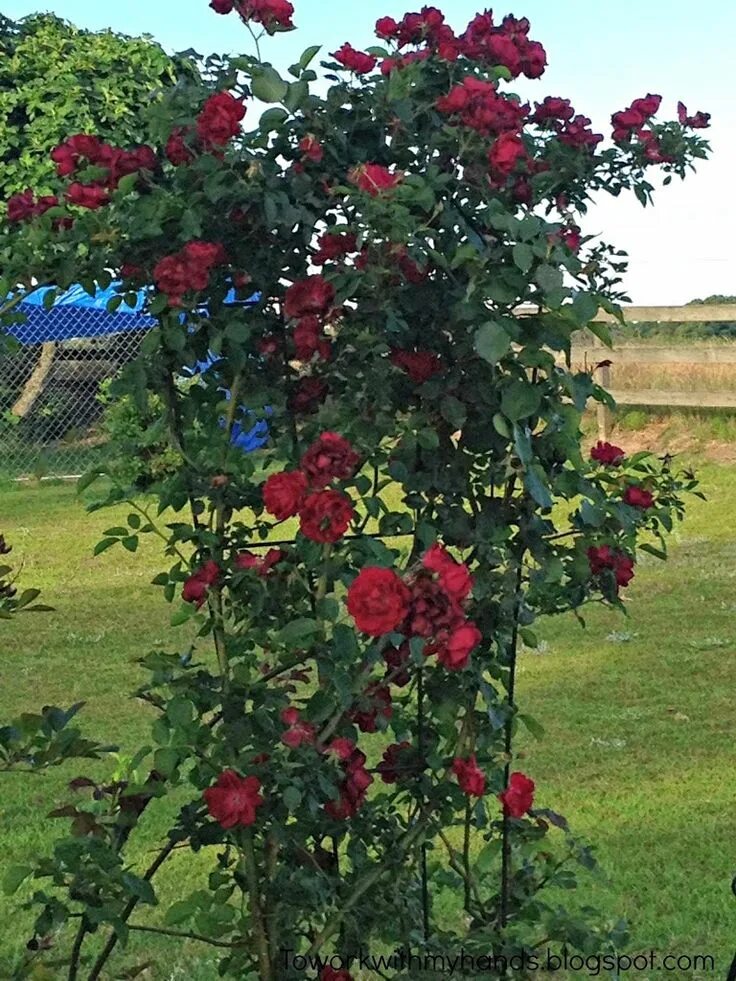 Плетистая роза дон жуан фото посадка Don Juan roses are climbers, so they need good support. A fence or trellis is gr