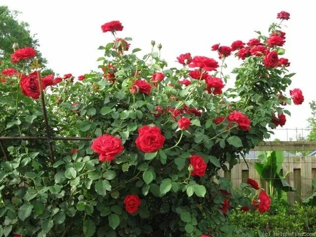 Плетистая роза дон жуан фото посадка Don Juan (Large Flowered Climber, Malandrone, 1958)' rose, click to enlarge Hoa 