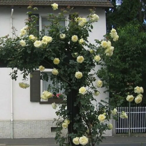 Плетистая роза эльф фото и описание Купить роза эльф (elfe) по цене 384 руб. в интернет магазине "Первые Семена"