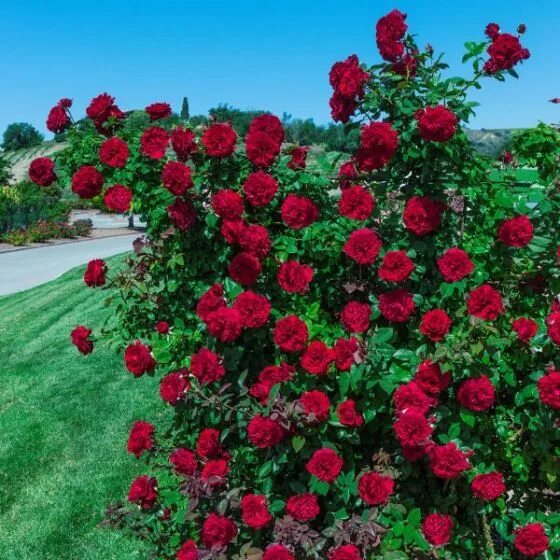 Плетистая роза фото Lady In Red&trade; Climbing Rose Climbing roses, Lady in red, Weeks roses