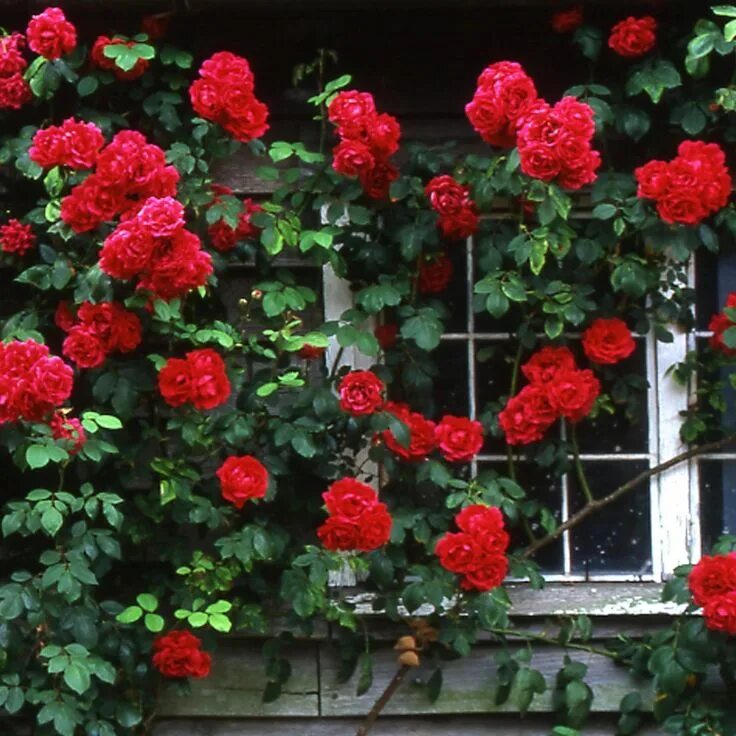 Плетистая роза фото Rose 'Paul's Scarlet Climber' Climbing roses, David austin roses, Red plants