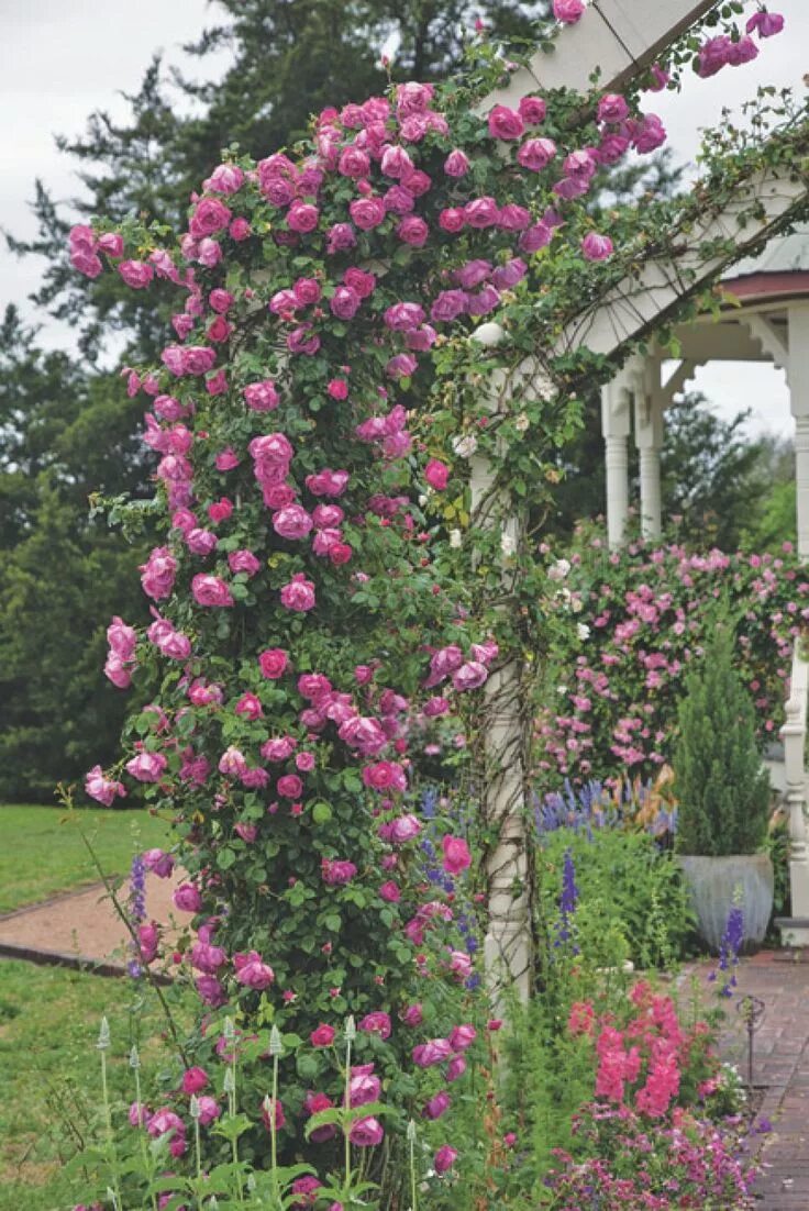 Плетистая роза фото Climbing 'American Beauty' dates back to 1909. The big, deep pink flowers appear