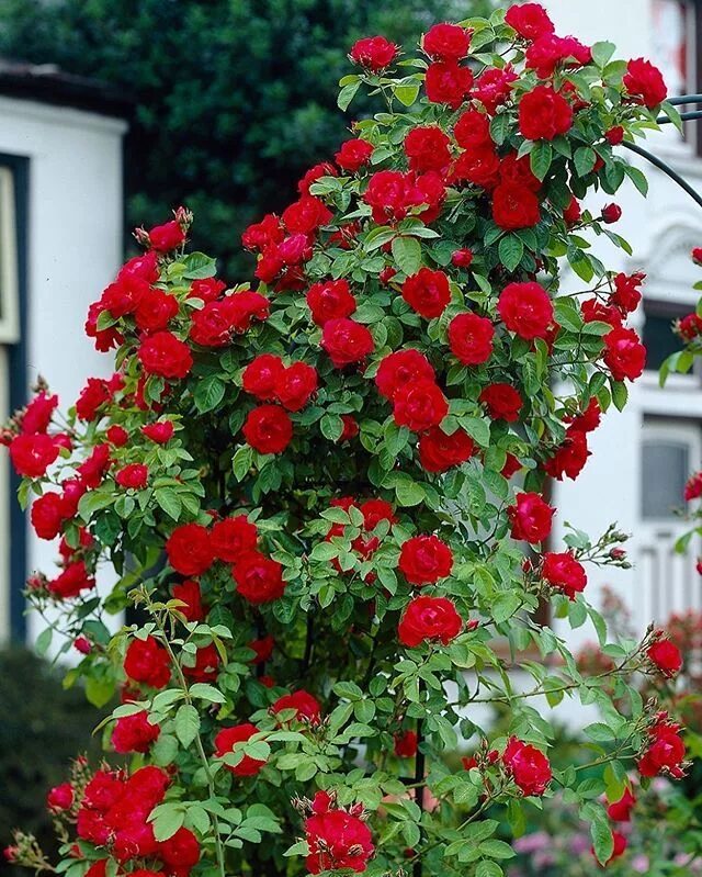Плетистая роза фото и описание New The 10 Best Garden Ideas Today (with Pictures) - Ürün Adı: Kokulu Yediveren 