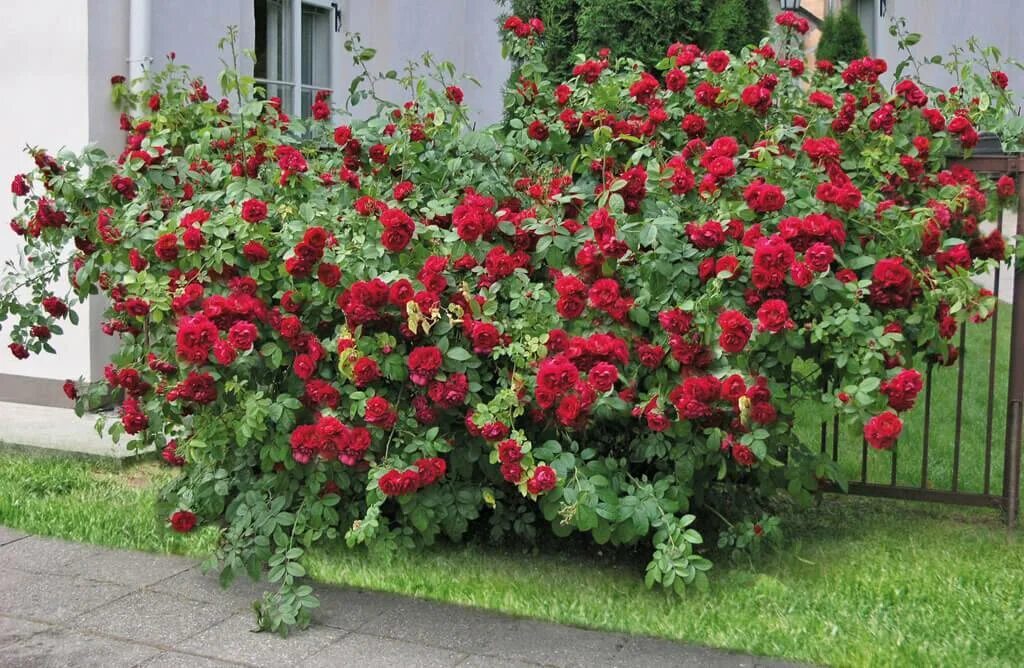 Плетистая роза фото и описание Описание розы Фламентанц: когда сажать плетистый сорт, болезни и вредители