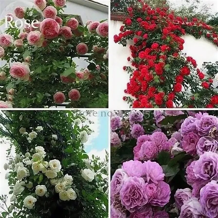 Плетистая роза фото и описание Sementes Flor Rosa Trepadeira Vermelha P/ Mudas Importadas - R$ 12,50 em Mercado