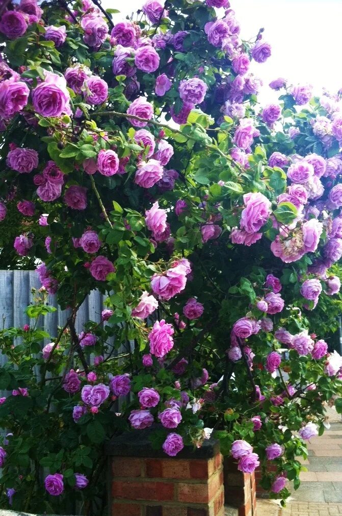Плетистая роза индиголетта фото Rambling Roses climbing up the chimney at the back door. I will be getting one o