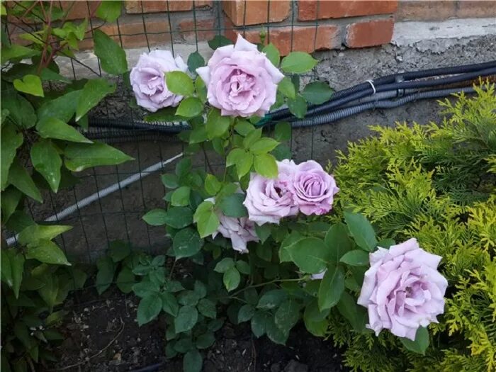 Плетистая роза индиголетта фото О плетистой розе розариум ютерсен (uetersen rosarium): описание, посадка и уход