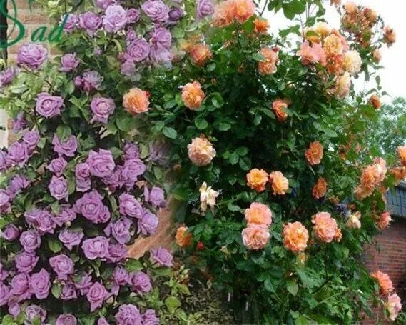 Плетистая роза индиголетта фото Индиголетта - Rose Indigoletta.(Van de Laak, 1981) - Питомник саженцев роз Гранд