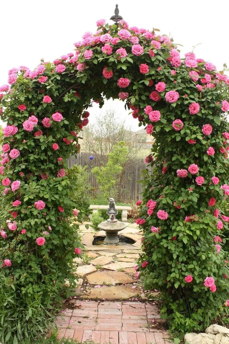 Плетистая роза на даче фото Вьющиеся розы: посадка и уход - HappyModern.RU Climbing roses trellis, Climbing 