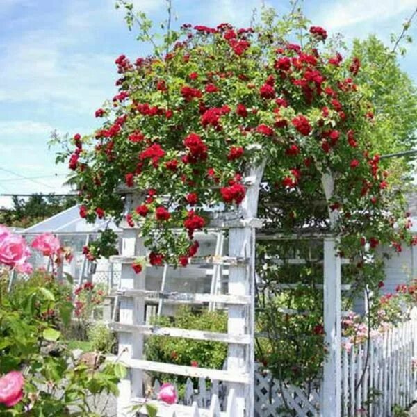Плетистая роза на даче фото Zauberhafte Rosenbögen im Garten - 21 tolle Vorschläge - Freshideen Garden archw