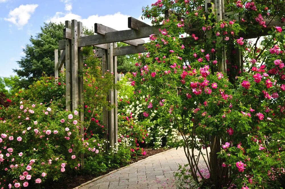 Плетистая роза на даче фото 25 Charming Garden Trellises and Arbors - Garden Lovers Club Jardim do quintal, 