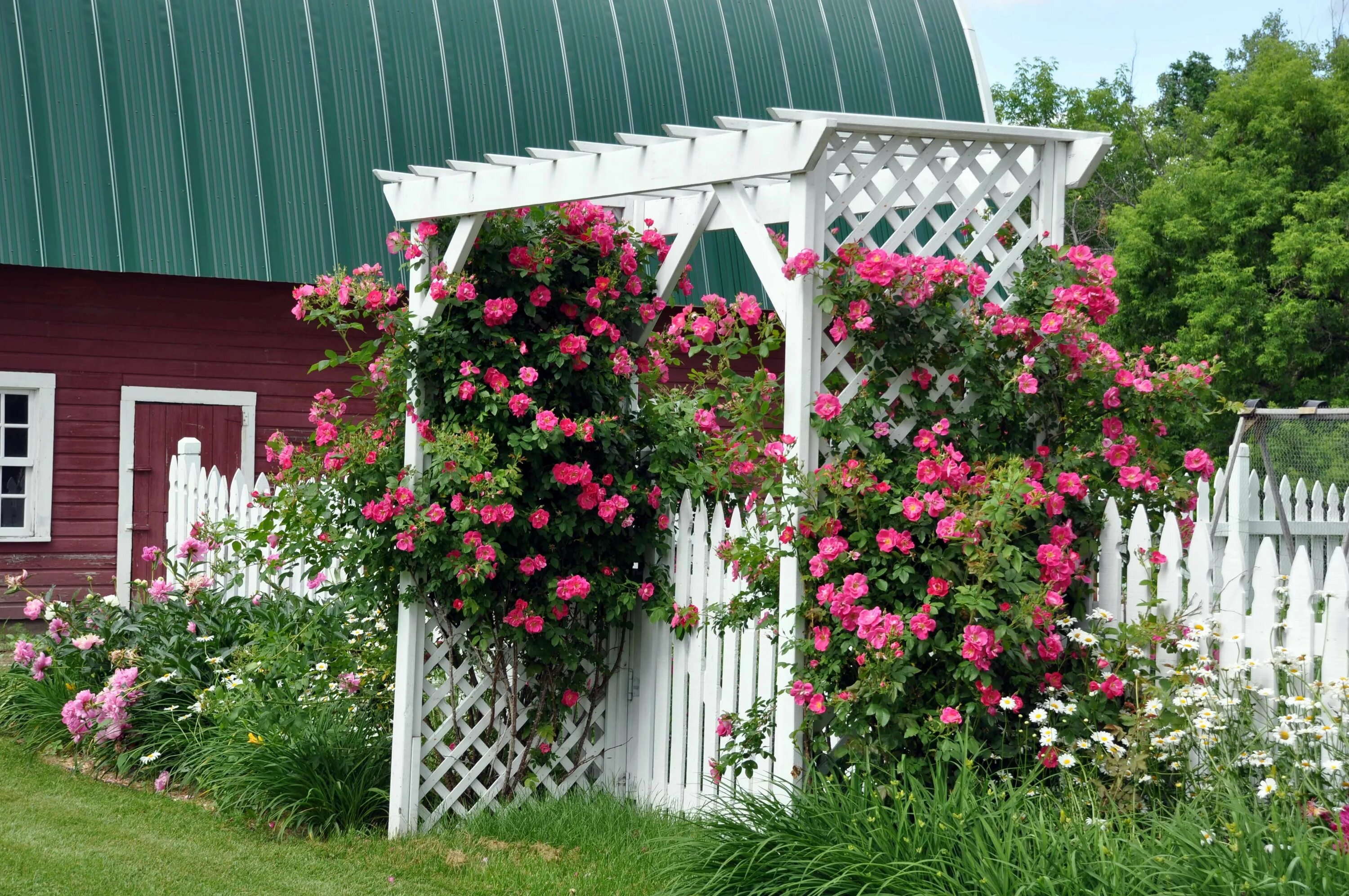 Плетистая роза на даче фото Climbing Rose Arbor - Bing Images Cottage garden, French cottage garden, English
