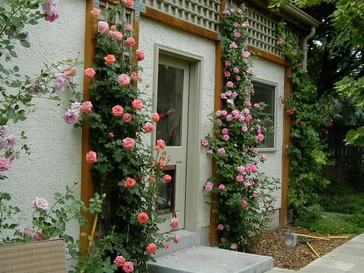 Плетистая роза на даче фото Cold Hardy Climbing Roses Climbing roses, Landscaping with rocks, Growing roses