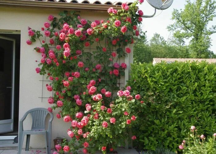 Плетистая роза на участке фото Плетистая роза Дизайн сада, Вьющиеся розы, Розы