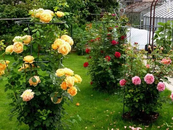 Плетистая роза на участке фото Розы в саду на фото Idee giardino piante grasse, Giardino moderno, Idee giardino