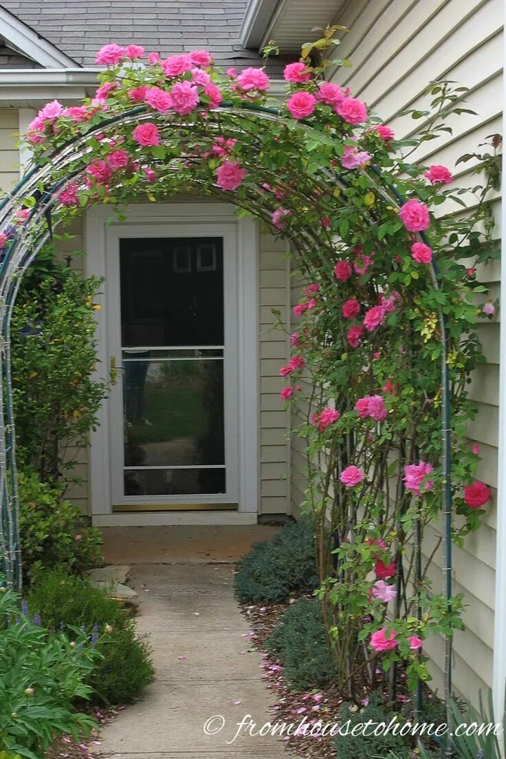 Плетистая роза оформление участка фото Fragrant Flowers: 10 Perennial Plants With The Most Beautiful Scent Garden trell