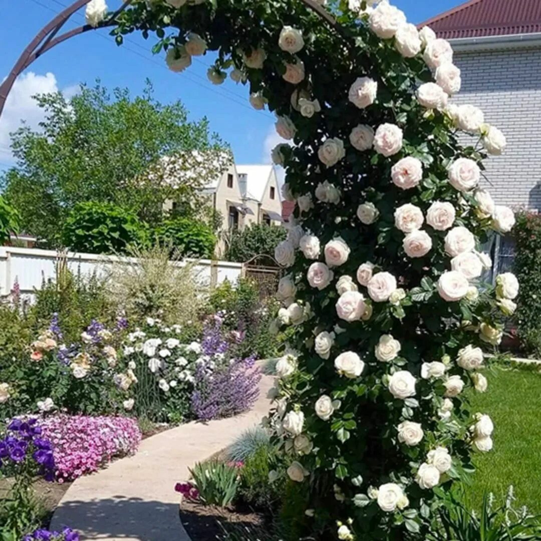 Плетистая роза оформление участка фото Как вам?❤ ⠀ Давайте оценим от 1 до 10 ⤵? Beautiful flowers, Amazing flowers, Yar