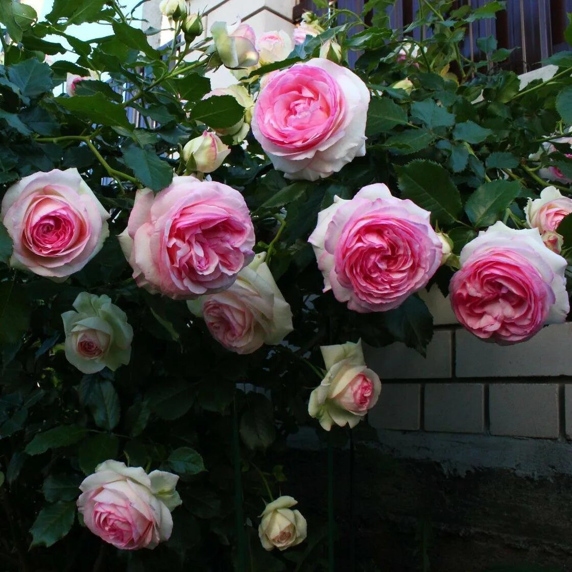 Плетистая роза пьер де ронсар фото Роза Eden Rose 85 / Pierre de Ronsard (Эден Розе 85 / Пьер де Ронсар плетистая) 