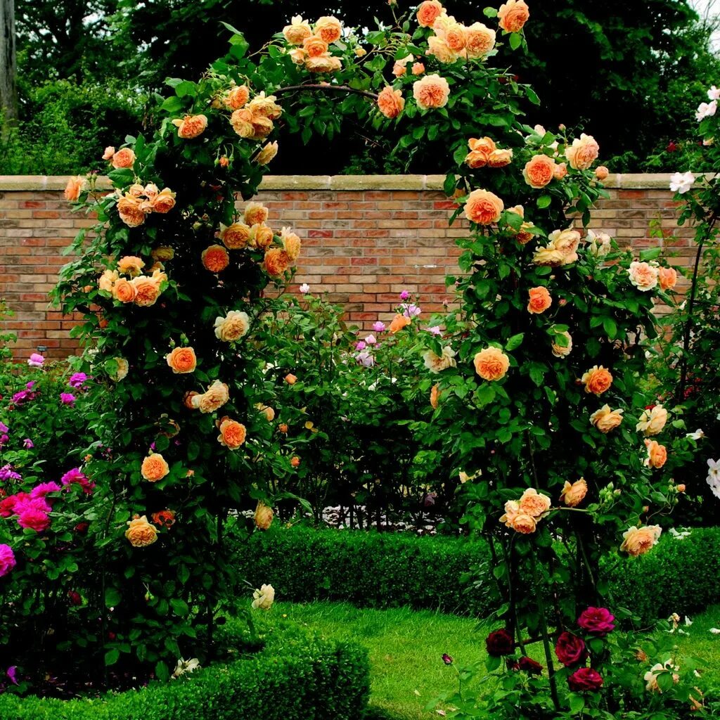 Плетистая роза полька фото Crown Princess Margareta rose Rose garden design, Garden arches, Garden shrubs