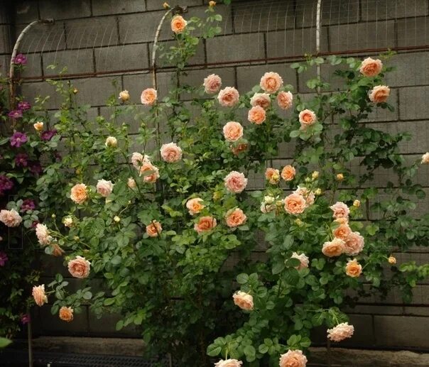 Плетистая роза полька фото ✨ СОРТ ДЛЯ ЗАКАЗА СЕЗОН ЛЕТО 2024 ✨ Полька, Meilland Франция Группа: Плетистые Р