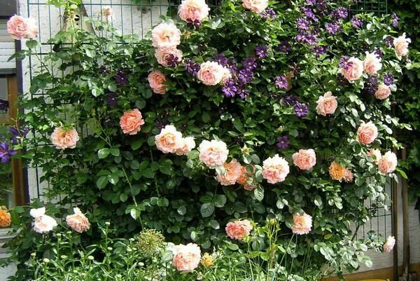 Плетистая роза полька фото и описание Épinglé par Gillian sur Gardening! en 2020 Jardins