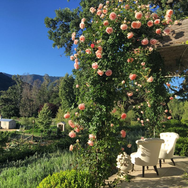 Плетистая роза полька фото и описание Patina Farm Roses... Patina farm, Garden inspiration, Beautiful gardens