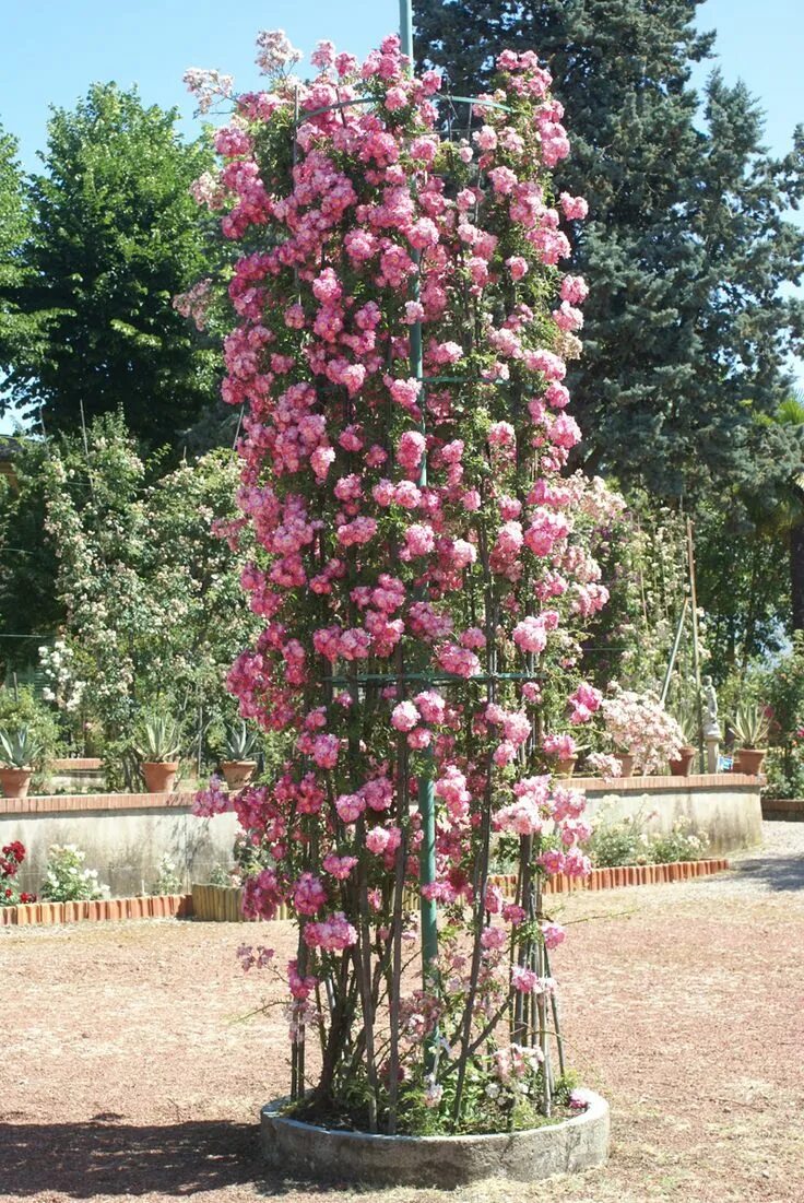 Плетистая роза посадка и уход опора фото Climbing Roses - Ludwig's Roses Rose garden design, Climbing roses, Garden desig