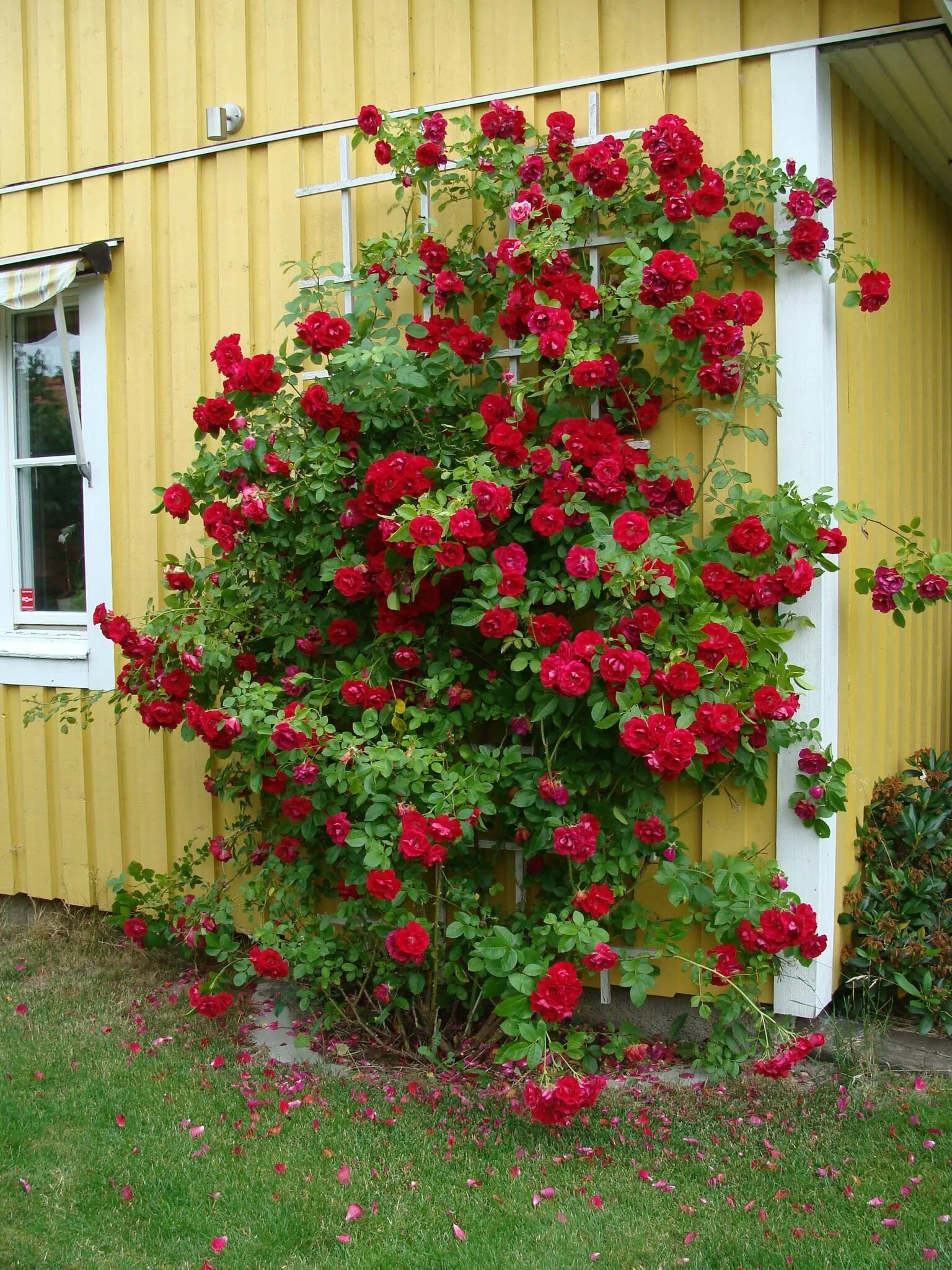 Плетистая роза посадка и уход опора фото Pin by Eva Säker on Garden Climbing roses trellis, Climbing roses, Rose trees