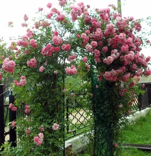 Плетистая роза посадка и уход опора фото опоры под плетистые розы Вьющиеся розы, Цветочные контейнеры, Розы