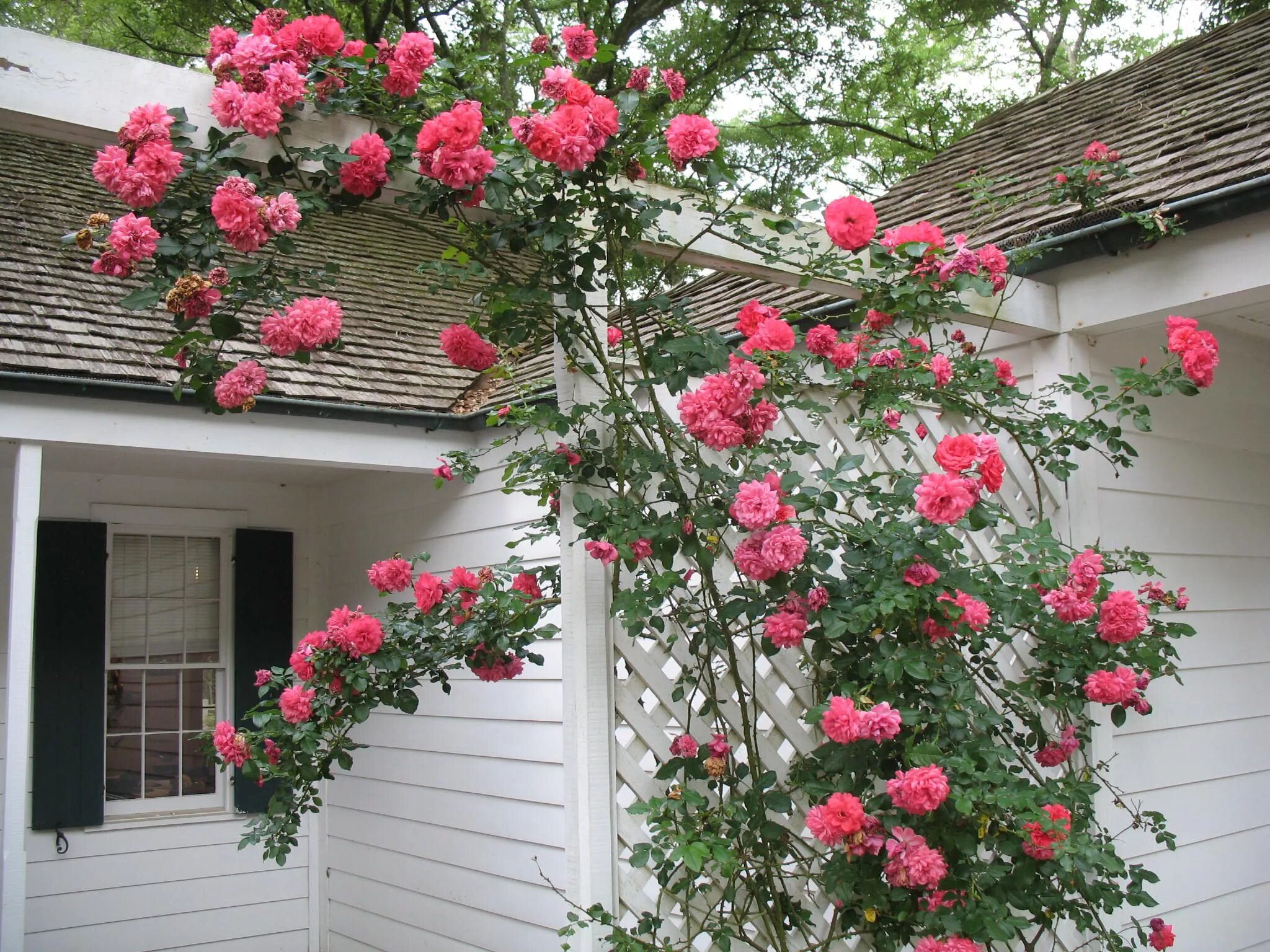 Плетистая роза посадка и уход опора фото Image result for rosarium uetersen Climbing roses, Planting roses, Garden struct