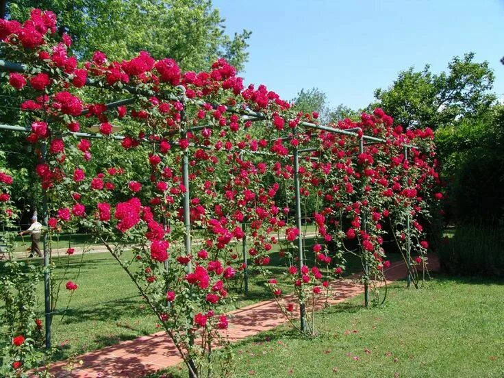Плетистая роза посадка и уход опора фото 32 Affordable DIY Garden Trellis for Well Decorated Landscape Climbing roses tre