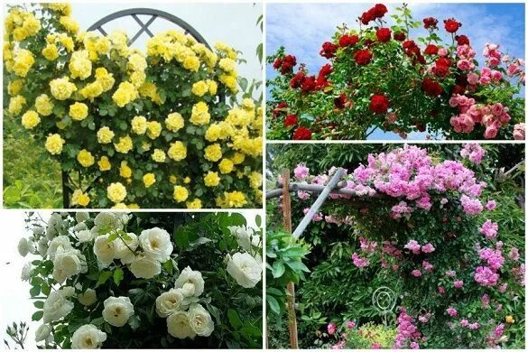 Плетистая роза посадка и уход опора фото 5 beautiful perennial flowers for planting near the fence: 1- Clematis (Flower B