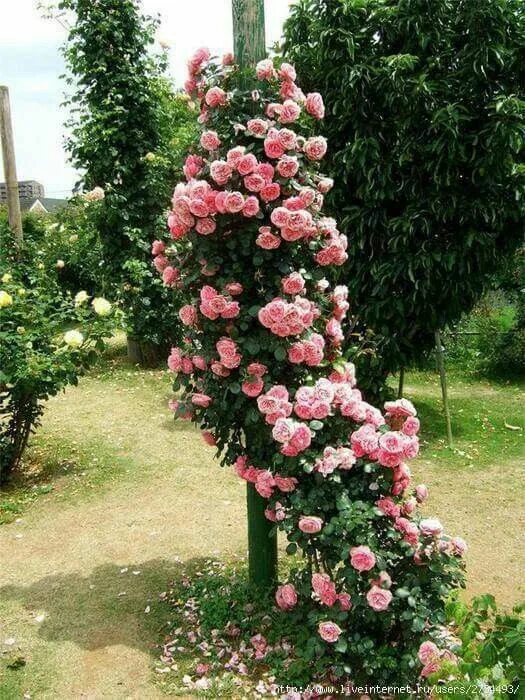 Плетистая роза посадка и уход опора фото So pretty. Садовый трельяж, Розы, Вьющиеся розы