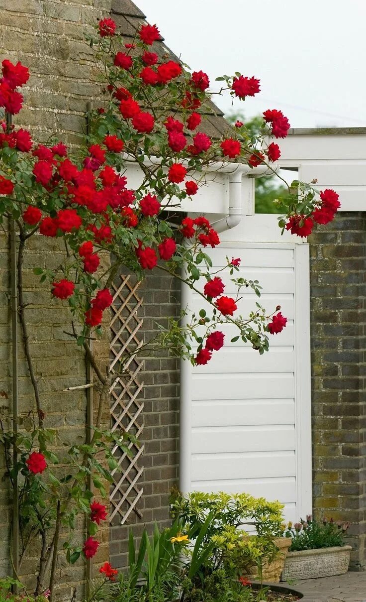 Плетистая роза посадка и уход опора фото 18 Beautiful and Edible Vines for your Home Landscape Climbing roses, Red climbi
