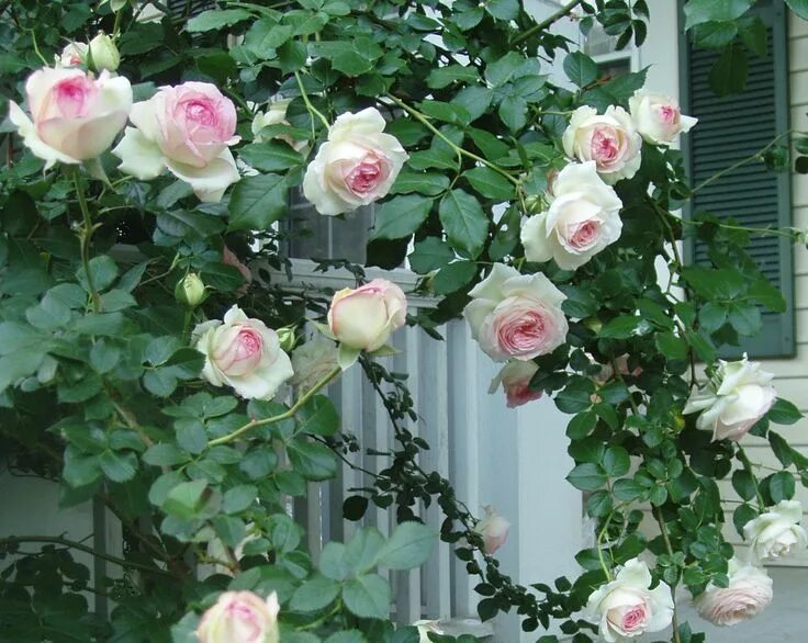 Плетистая роза розовая сорта фото название Eden climbing rose Climbing roses, Purple climbing roses, Rose fence