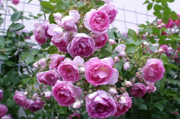 Плетистая роза розовая сорта фото название Jasmina ® (Korcentex) Fleur rose, Rose, Rosier