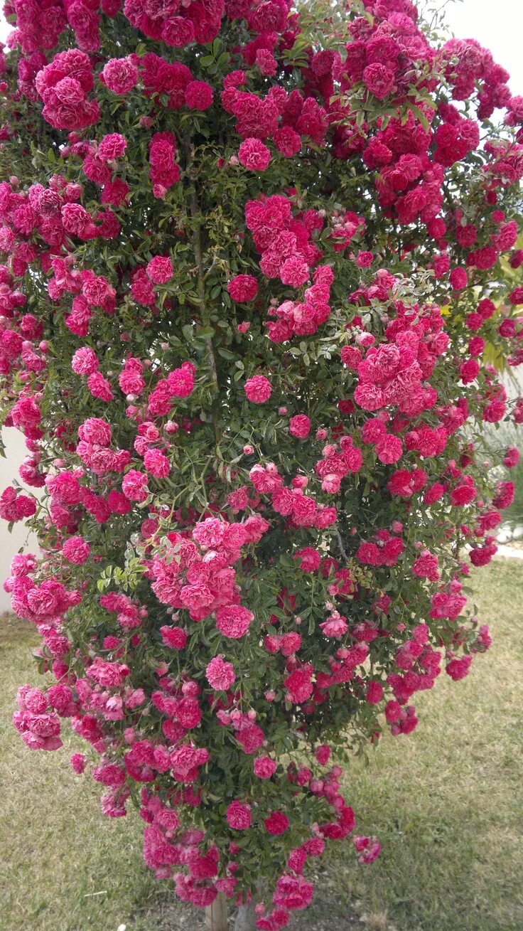 Плетистая роза розовая сорта фото название Rosier Pleureur by Lunargent Karu #Roses Rosier grimpant, Belles photos de fleur