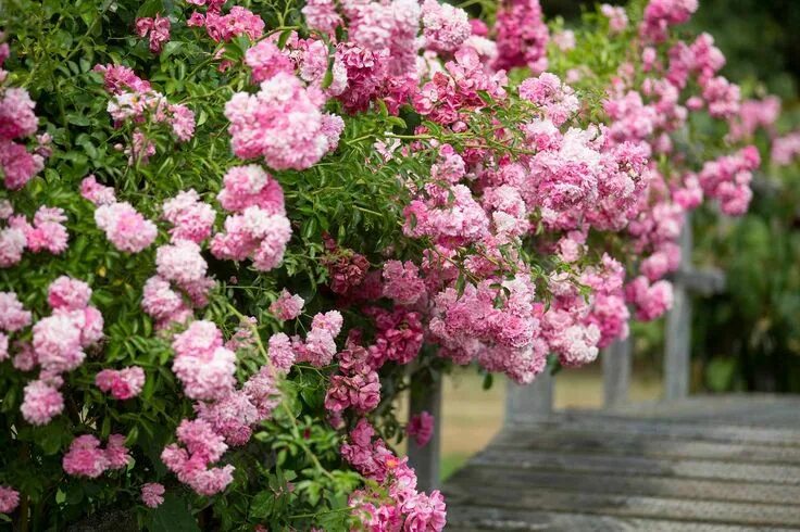 Плетистая роза розовая сорта фото название How to grow rambling roses Growing roses, Climbing roses, Growing shrubs