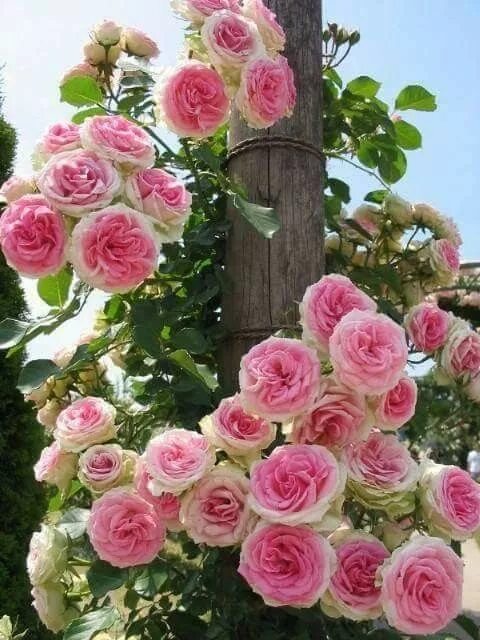 Плетистая роза розовая сорта фото название Pin on garden Flower arrangements, Spring flowers, Flowers