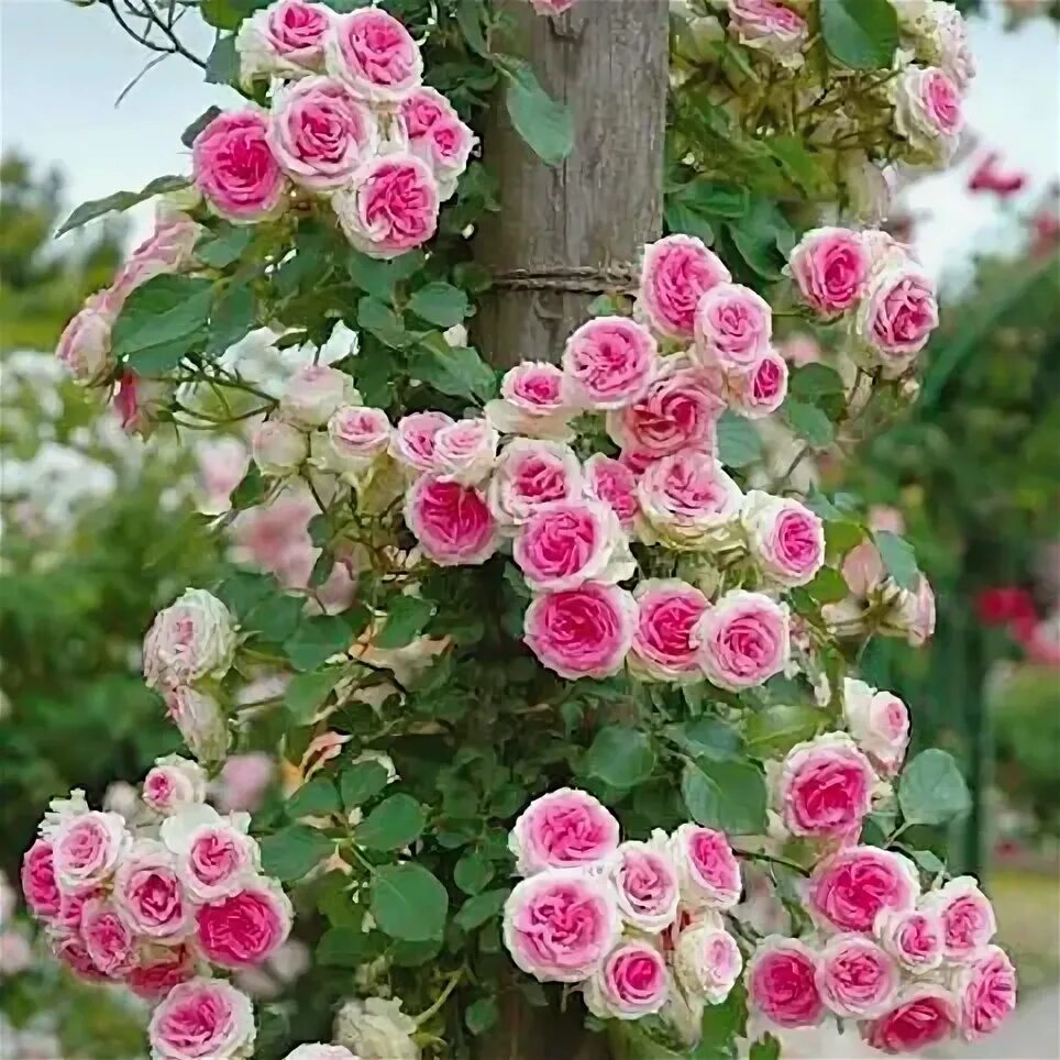 Плетистая роза розовая сорта фото название Роза Мейяна 'Мини Эденроуз' / Mini Edenrose, Meilland - Ландшафтная компания Эде