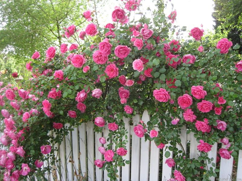 Плетистая роза розовая сорта фото название Pin on Flowers - Цвијеће ❤ Climbing flowers, Climbing roses, Flower wiki