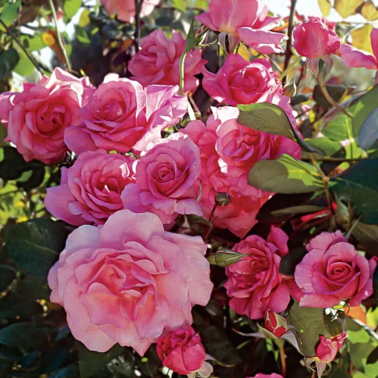 Плетистая роза розовая сорта фото название Social Climber Climbing Rose Climbing roses, Hybrid tea roses, Flowers