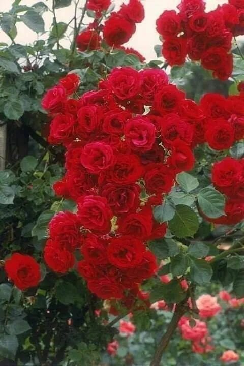 Плетистая роза симпатия фото и описание Pin de Asiah em Beautiful Red Flowers Rosas trepadeiras, Rosas vermelhas, Jardim