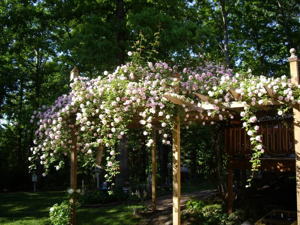 Плетистая роза у беседки фото pretty garden Climbing roses, Purple climbing roses, Yellow climbing rose