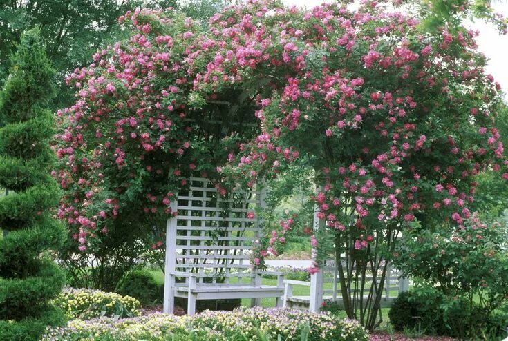 Плетистая роза у беседки фото How to Accent Your Landscape With Climbing Roses Climbing roses, Garden design, 