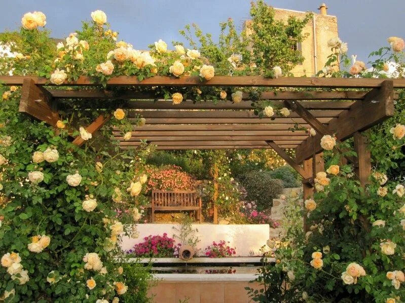 Плетистая роза у беседки фото rose bower happy sigh Plantas trepadoras, Trepadoras, Enredaderas con flores