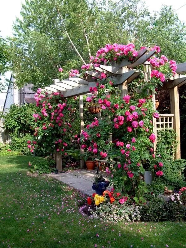 Плетистая роза у беседки фото Pin by mara blumberg on Flowers - Yard in 2020 Gorgeous gardens, Amazing gardens